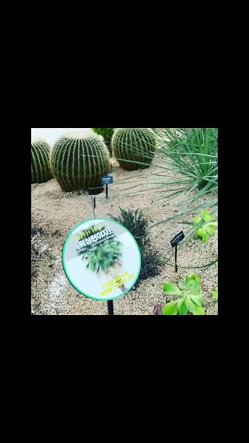 선인장 워싱턴 야자 마곡 서울식물원 강서구