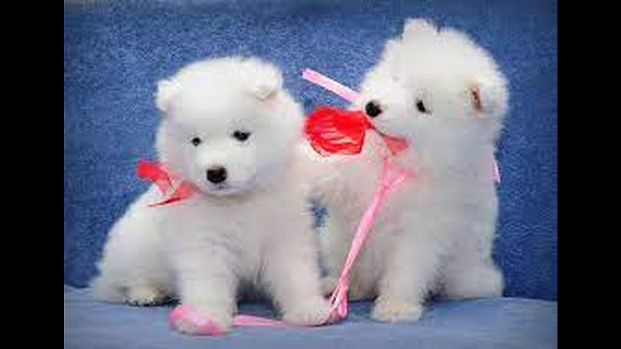 Golden Retriever puppies playing