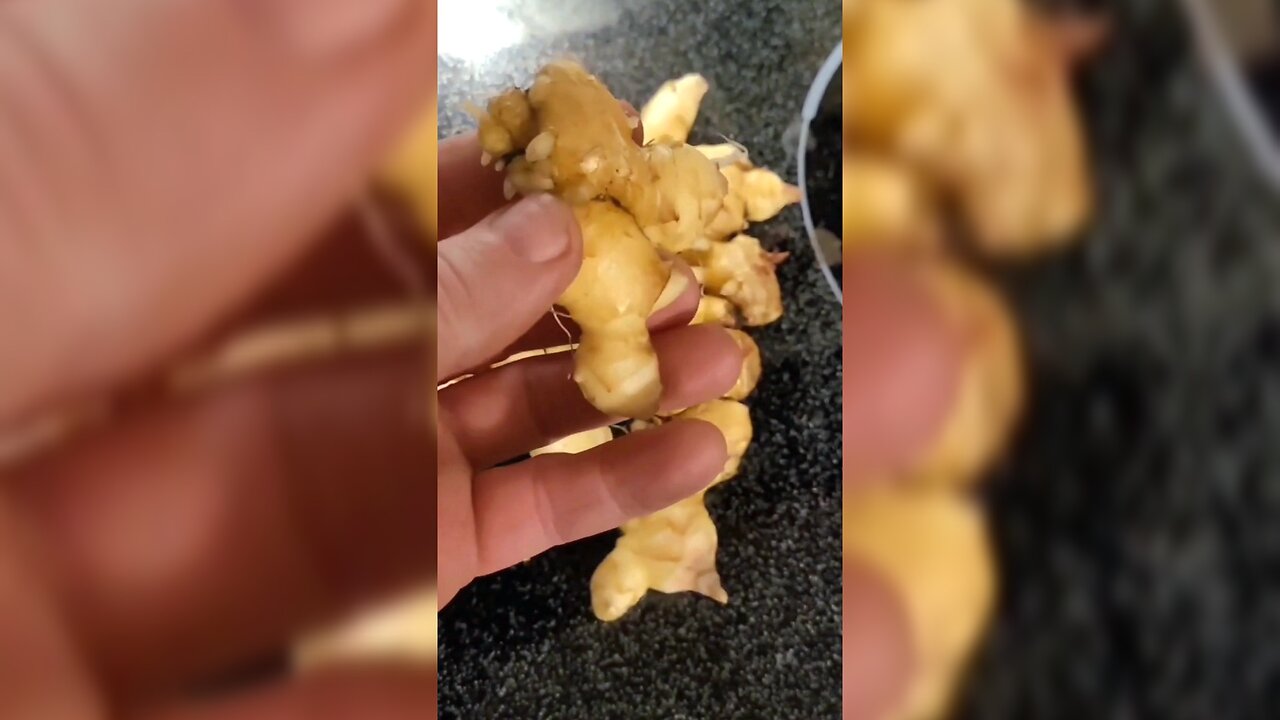 Harvesting Ginger