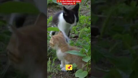 Cute Cat Funny Video 😂1265😹| #cutebabyfunny #Cat #cute #kitten #baby