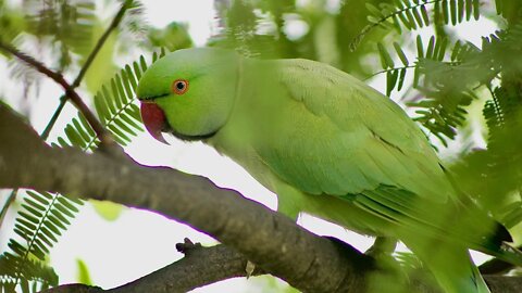 lovely and cute parrot