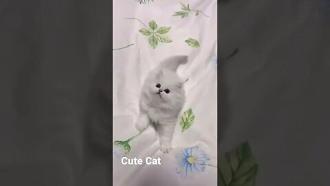 Funny & Cute Dog Compilation TikTok #shorts 😻1080p