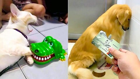 Cute cat and dog fighting video