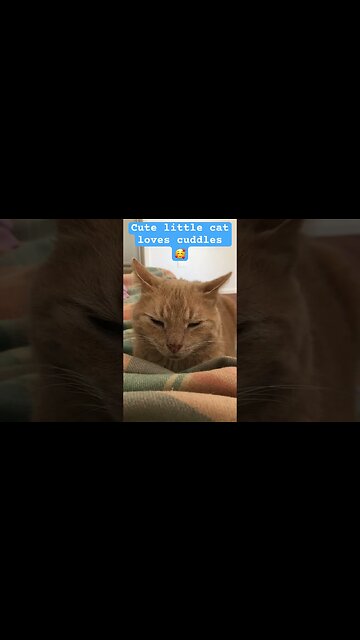 Mr Sid loves his cuddles #cat