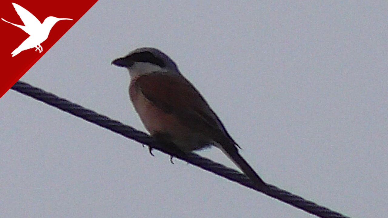 Lanius collurio - Red-backed Shrike