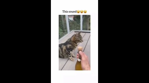 Animals funny video 🤣🤩