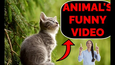 Funny animal videos Full comedy