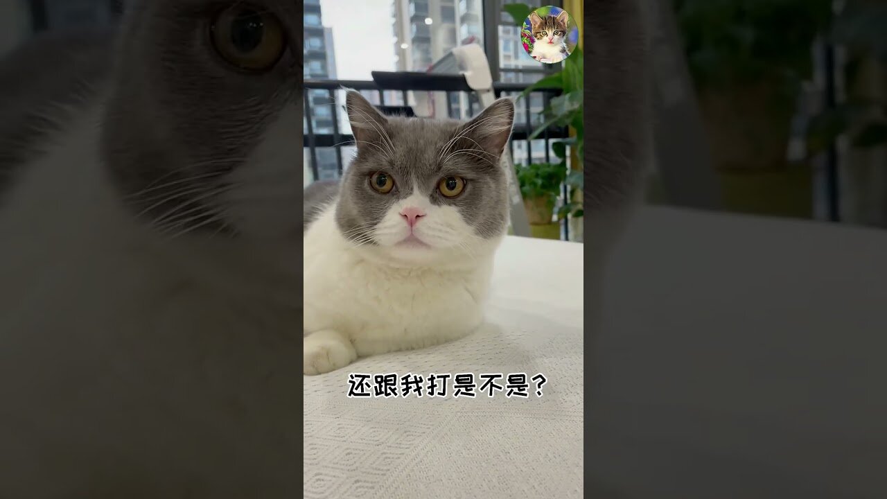 OMG Cute Cats Videos MV148 #catmeow Funny Cat Videos Compilation🤣 Try Not to Laugh