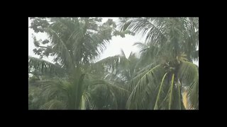 10h Som de Chuva nas Árvores - Acalma e Relaxa o Corpo e a Mente