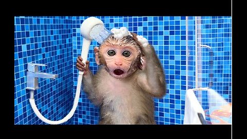 Monkey Baby Bon Bon oes to the toilet and plays with Ducklings in the swimming pool