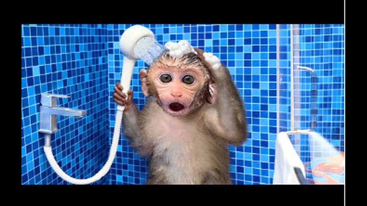 Monkey Baby Bon Bon oes to the toilet and plays with Ducklings in the swimming pool