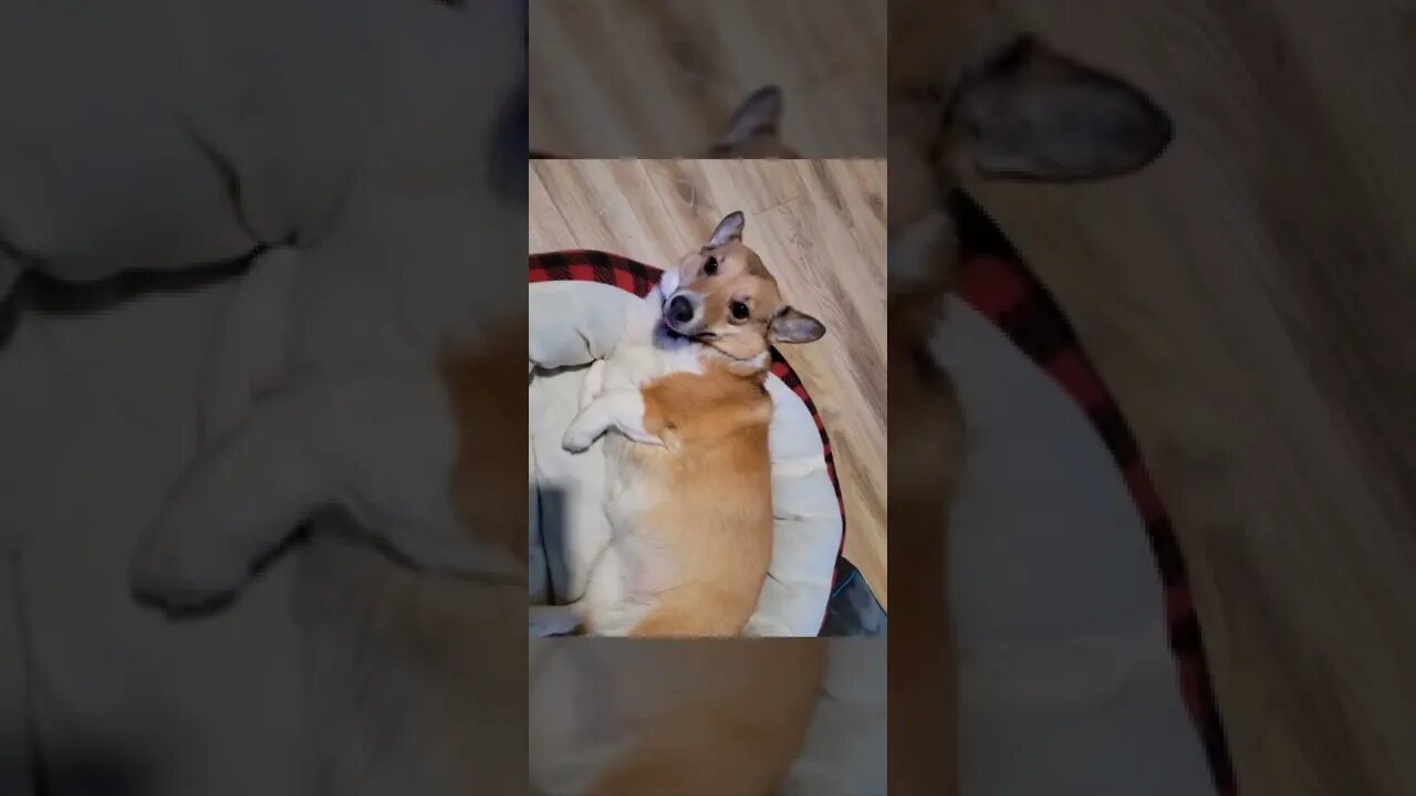 Wrex's 8th Birthday montage video. My Frens the past Year!