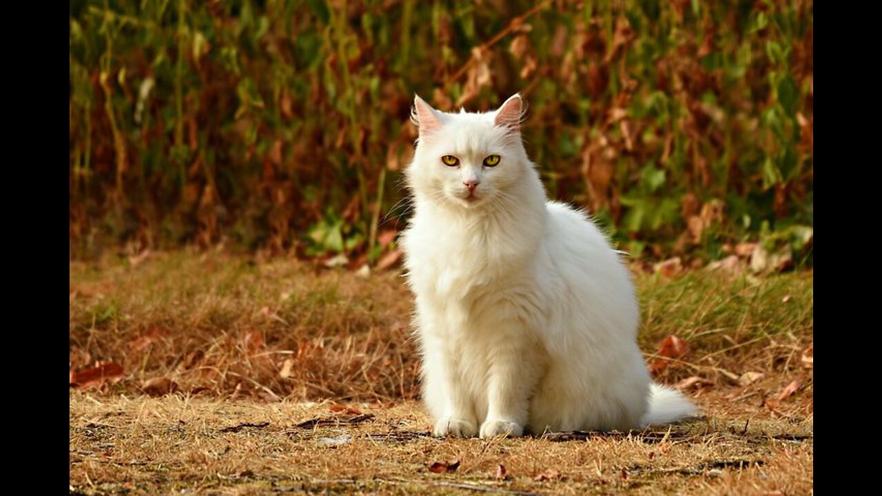 So 🥰cute 😺cat short video viral 🔥🔥 this is my favourite cat 🐈