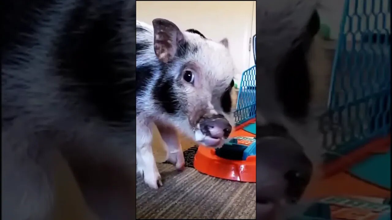 Mini pig shoots a 3-pointer