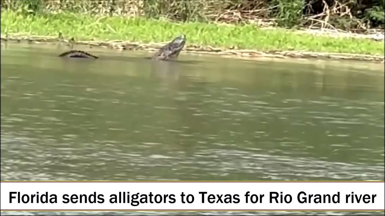 alligators favorite snack are illegal aliens