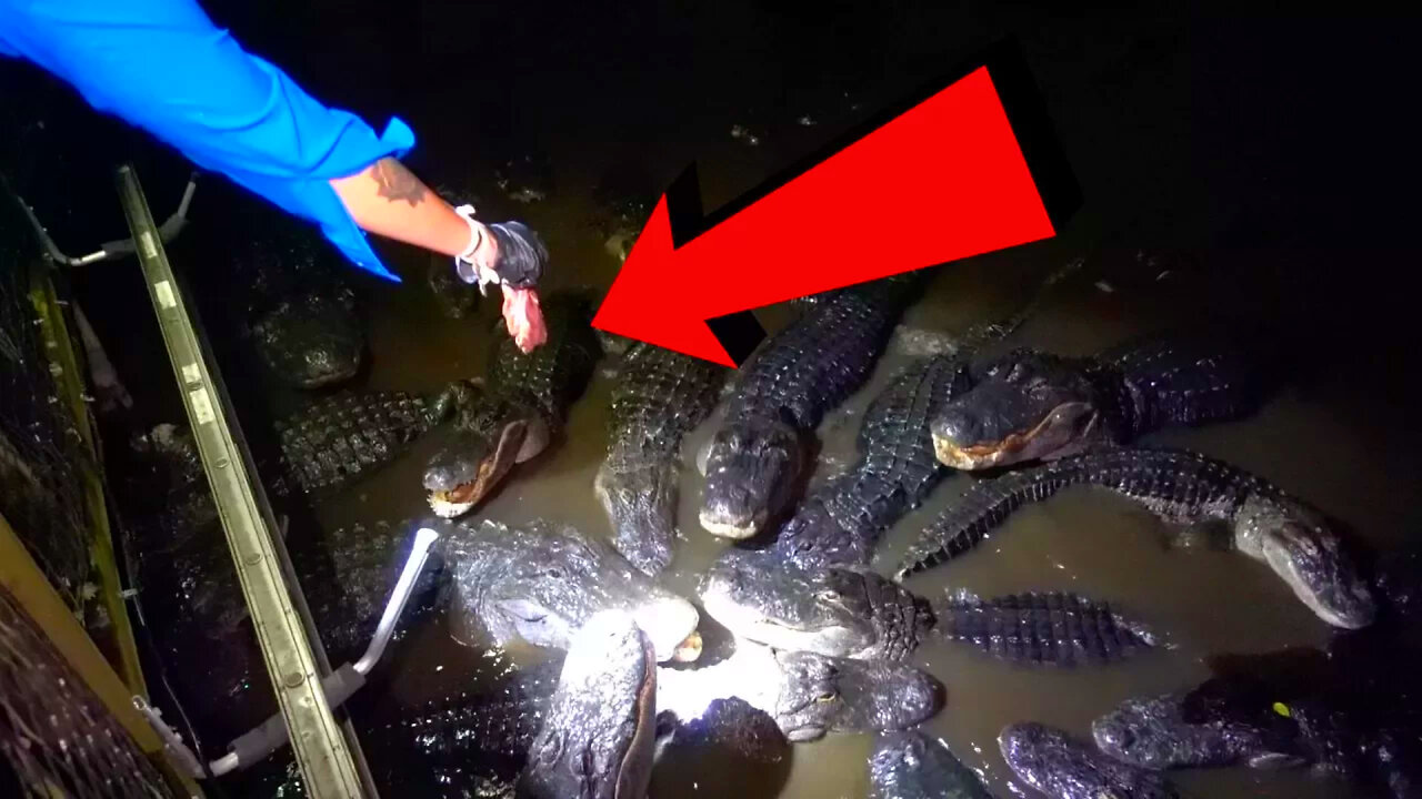 I Fed Gators AT 3AM - Overnight Challenge | OmarGoshTv