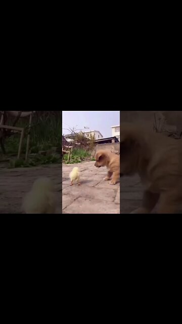 ANIMAIS MAIS ENGRAÇADOS DO MUNDO - inscreve-se no CANAL #shorts