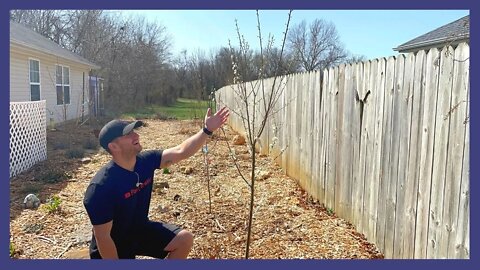 Plum Tree The Bees Will Love You For!!! | Young AU Rosa Tree Producing Tons Of Fruit!!!