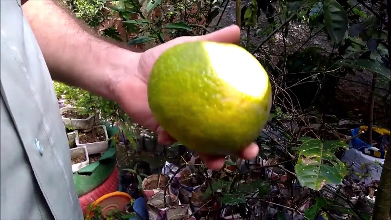 colheita de laranja champanhe orgânica em vaso 1 fruto pesou 636 gramas