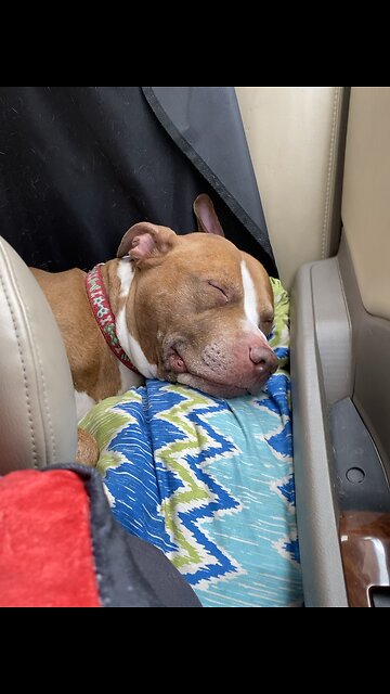 No matter where Izzy’s at he’s going to get his nap in pillow or not lol 🐶😴😂💙💙