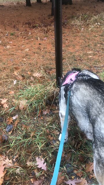 Monday Nov 4, Your king will bring peace to the nations