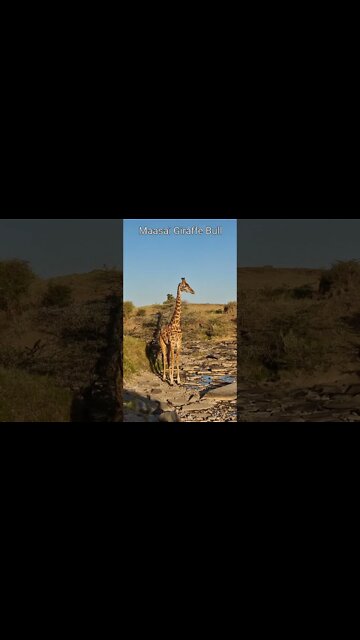 Maasai Mara Sightings Today 24/08/21 (Lions, Cheetah, Hyena, etc) | Zebra Plains | #shorts