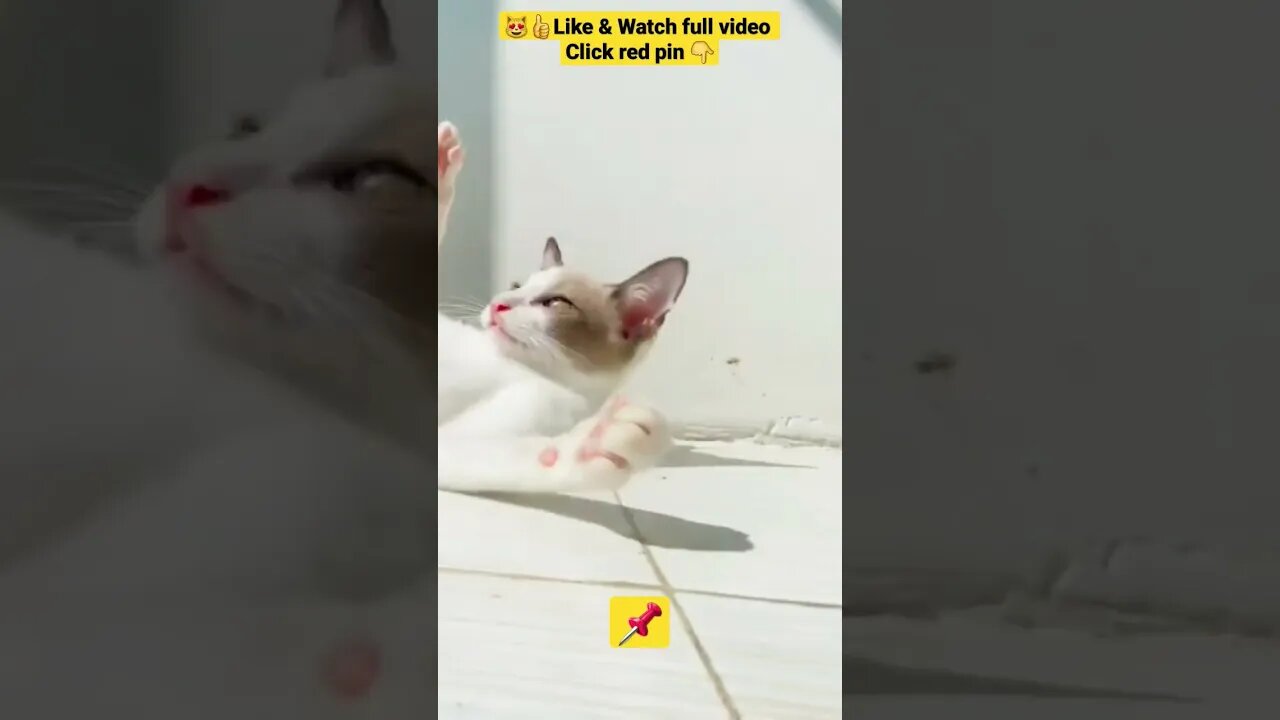 cute cat videos 😹funny videos 😂1310😻#shorts #catvideos #funnycatsvideos #cat