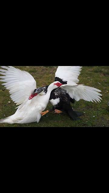 BIG WHITE THE DUCK FIGHTS BLACK HELMET THE DUCK