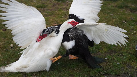 BIG WHITE THE DUCK FIGHTS BLACK HELMET THE DUCK