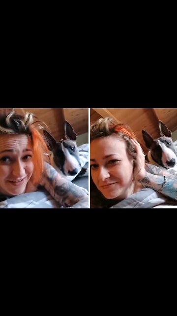 Bull Terrier Hilariously Wakes Up Owner For Playtime