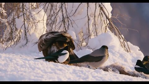 Golden eagle eating prey in the mountains in beautiful morning light at winter