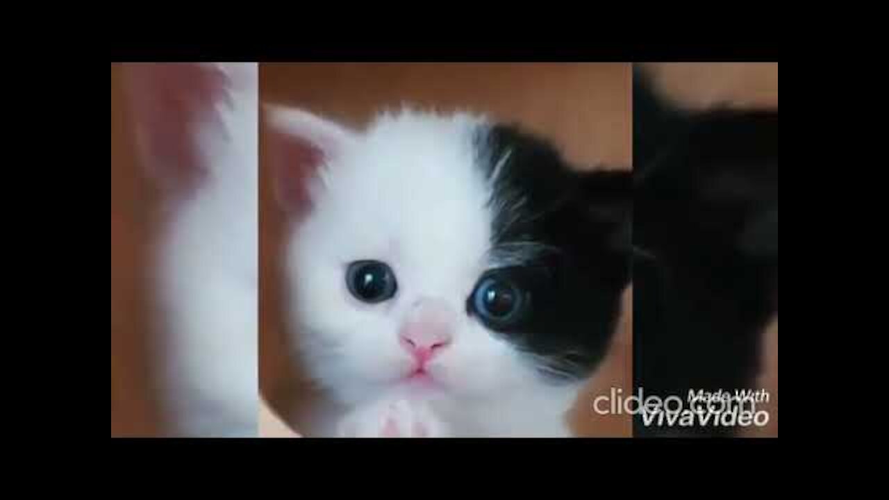 Cute Funny Animal Videos #dogs #cats