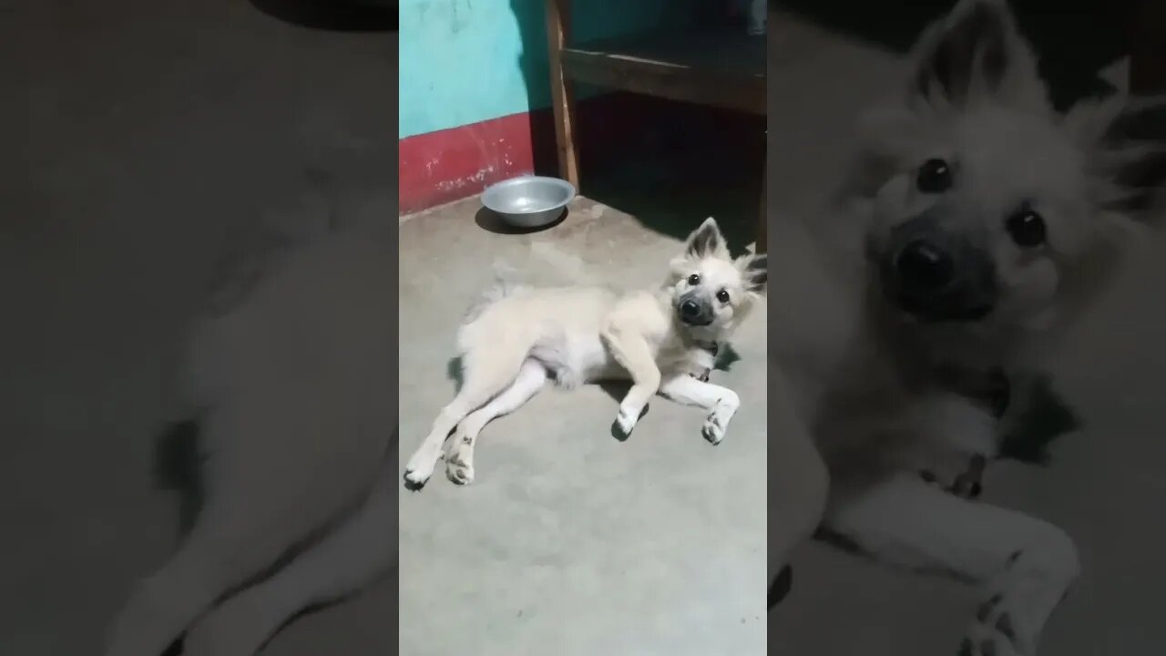 ⚠️ OMG! So Cute Dogs/Puppies - Best Funny Dog Videos 2022 ||| Amazing Dog Videos #Shorts