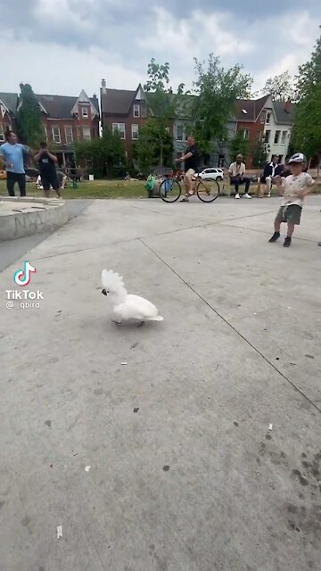 Little fun, none political