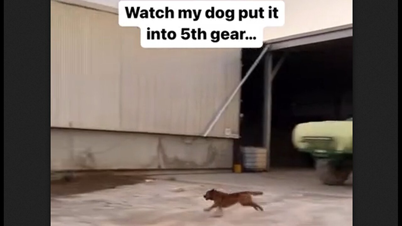 Watch My Dog Put It Into Fifth Gear - HaloRock