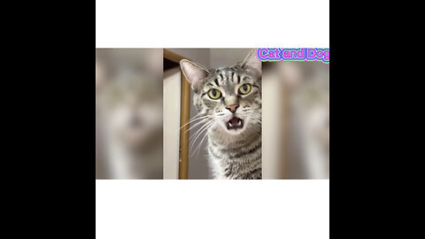 Cat and dog funny moments compilation 🤣