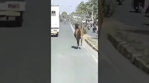 PURE LOYALTY Watch this Horse Follow His Sister 5 Miles to the Vet