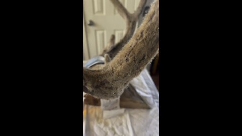 Preserve velvet on a buck