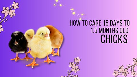 From Brooder to Coop: How to Care for Your Growing Chicks