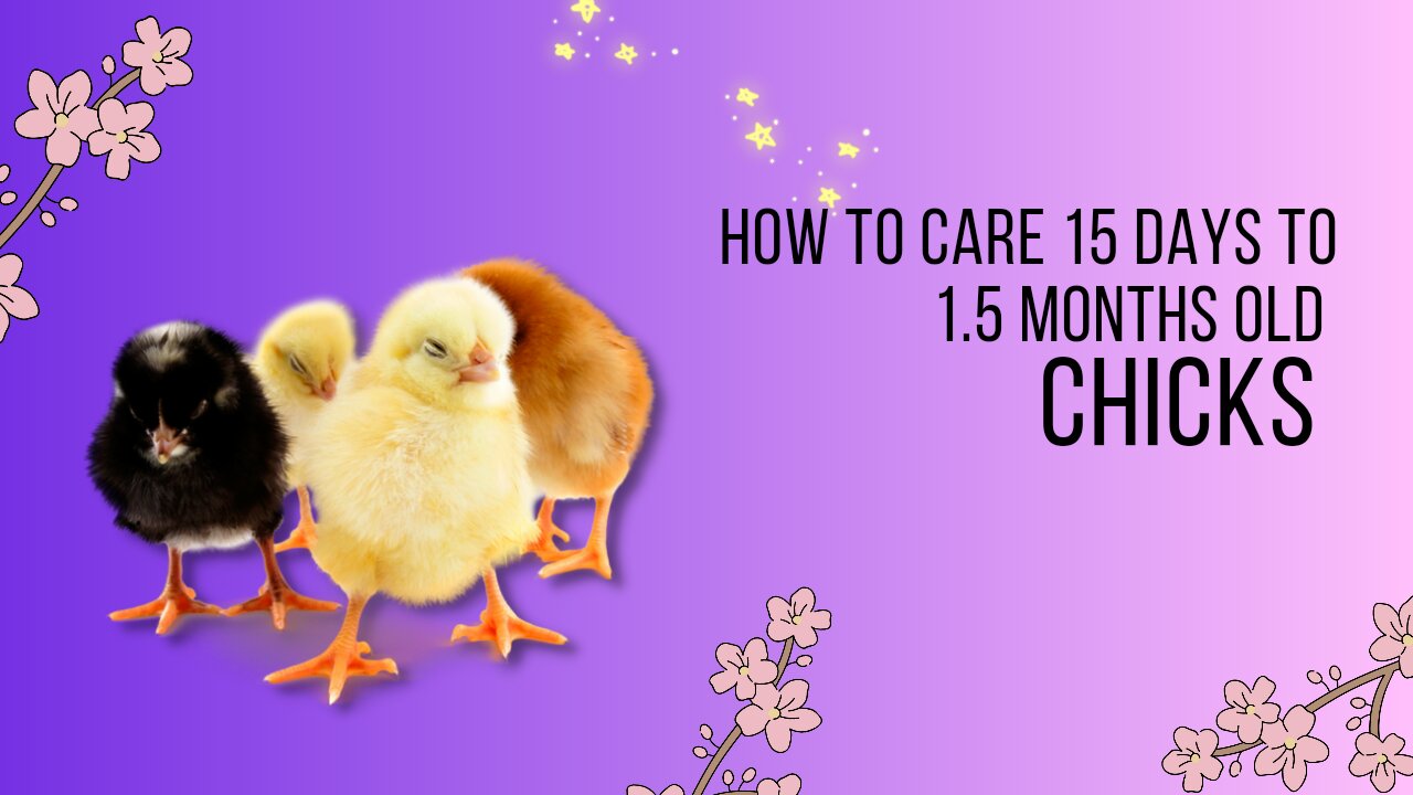 From Brooder to Coop: How to Care for Your Growing Chicks