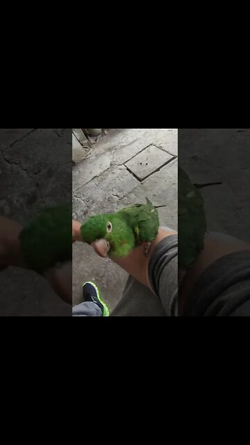#SHORTS #MARITACA #PAPAGAIO #ARARA #3