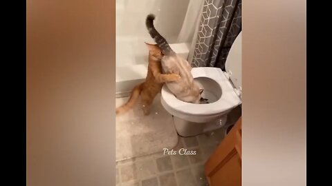 Funniest Creatures 2023 😂 Daily funny internet dose 😺🐶