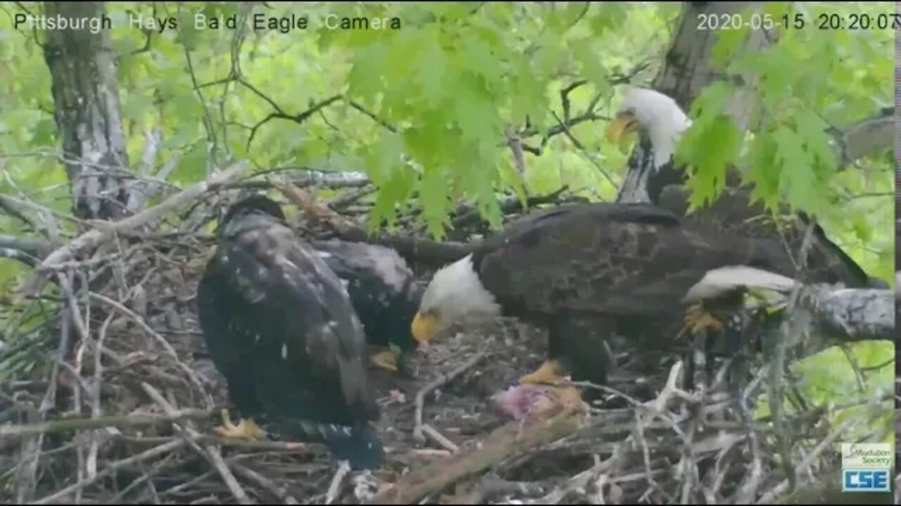 Hays Eagles Dad brings in big fish almost 2020 05 15 20 817PM