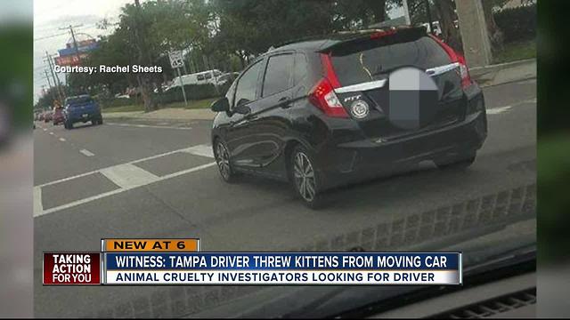 Two kittens thrown out window on Florida Avenue