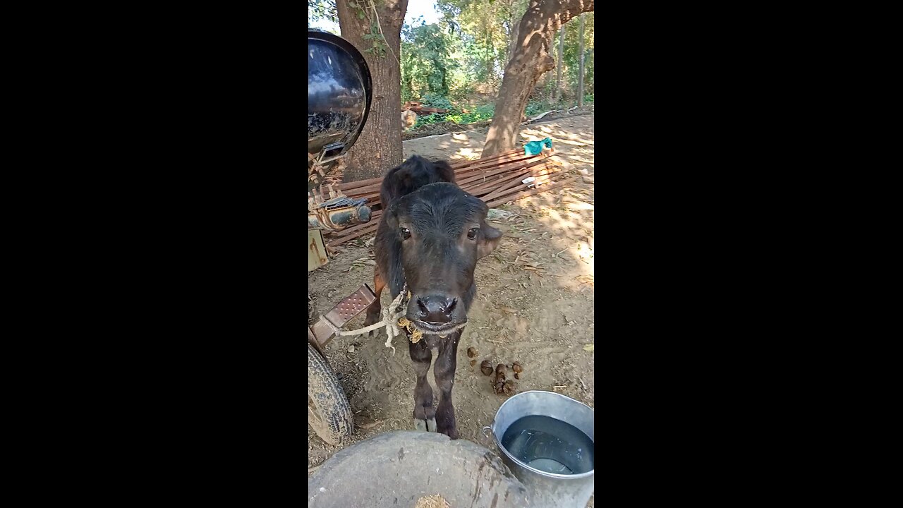 buffalo drinking water video