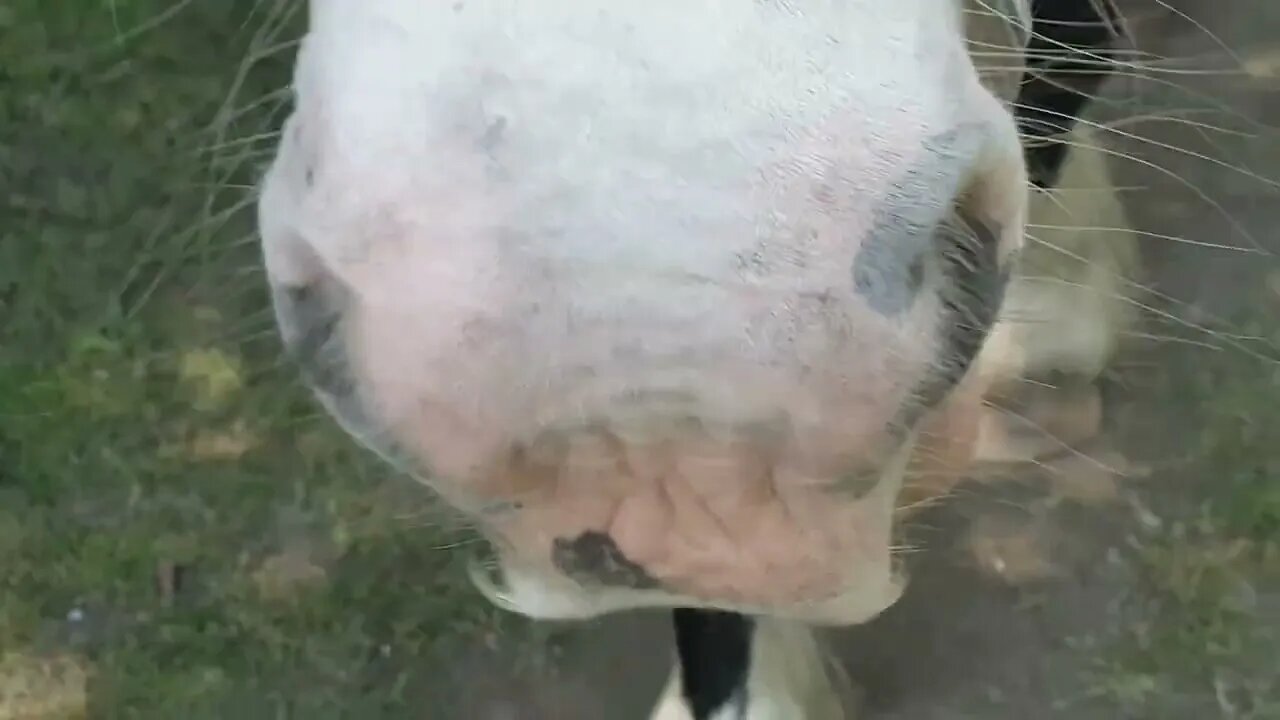 Cute Friendly Horses