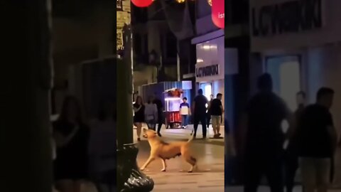 Wow How cute 😂❤️ please get this viral | #viral | #funnydogs | #trending | #shorts