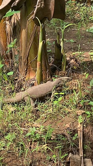 Monitor lizard