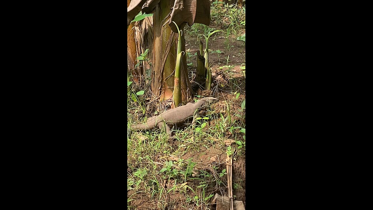 Monitor lizard