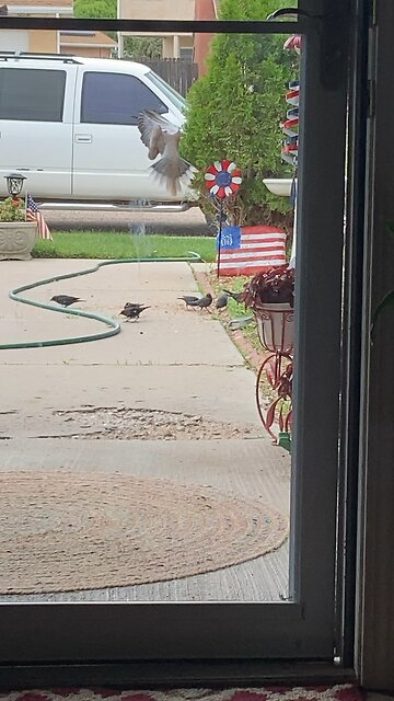 Baby starlings and doves